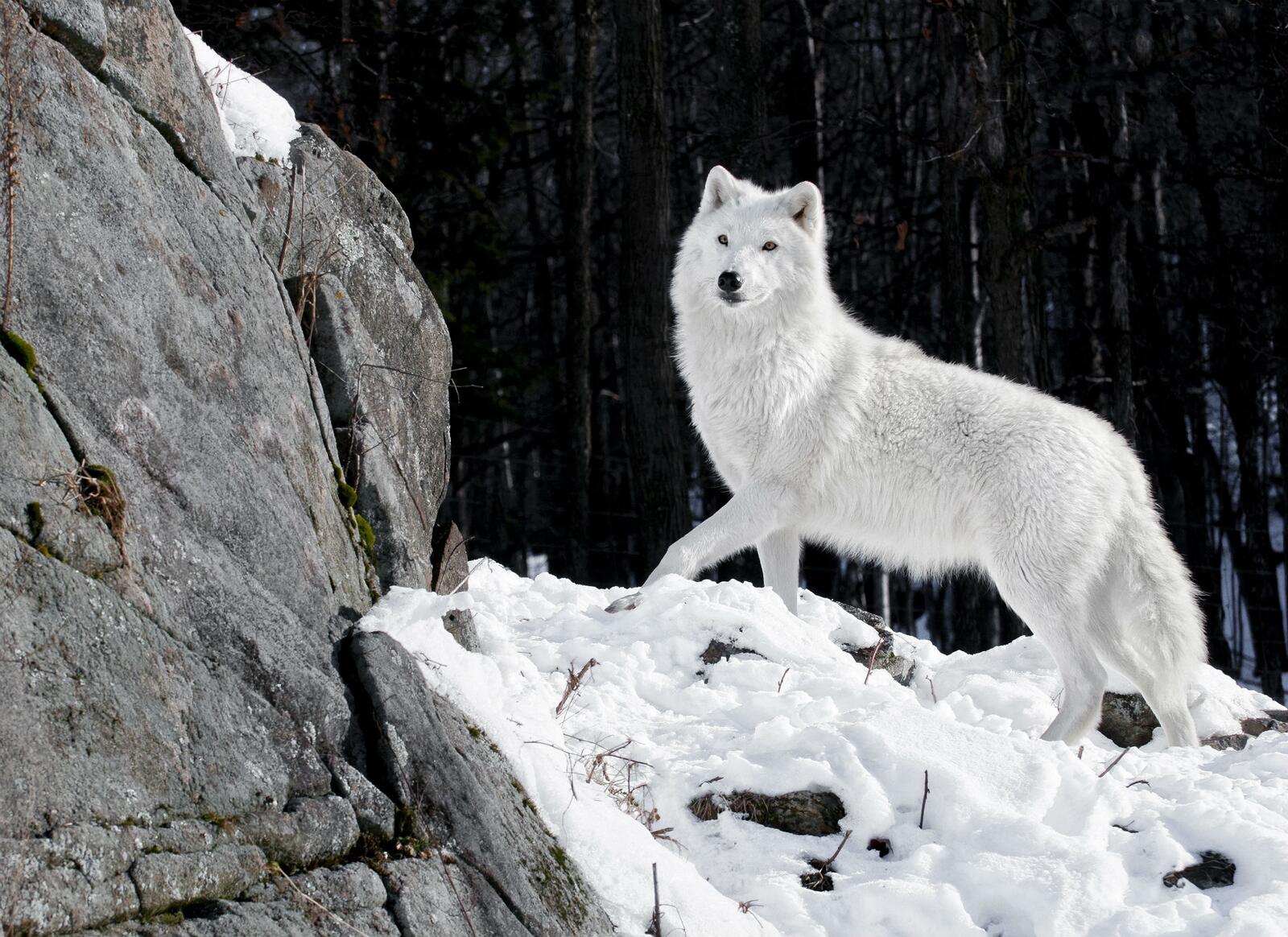 Обои обои белый волк величественная зима на рабочий стол