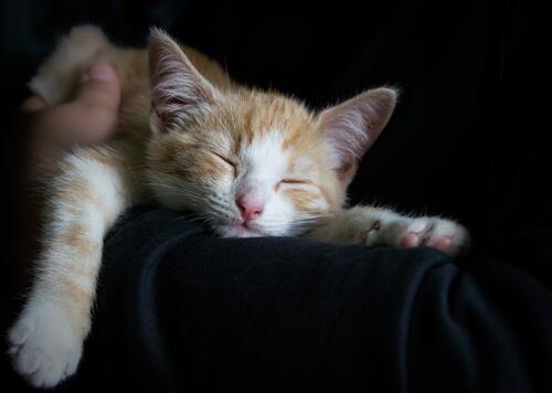 Sleeping ginger kitten