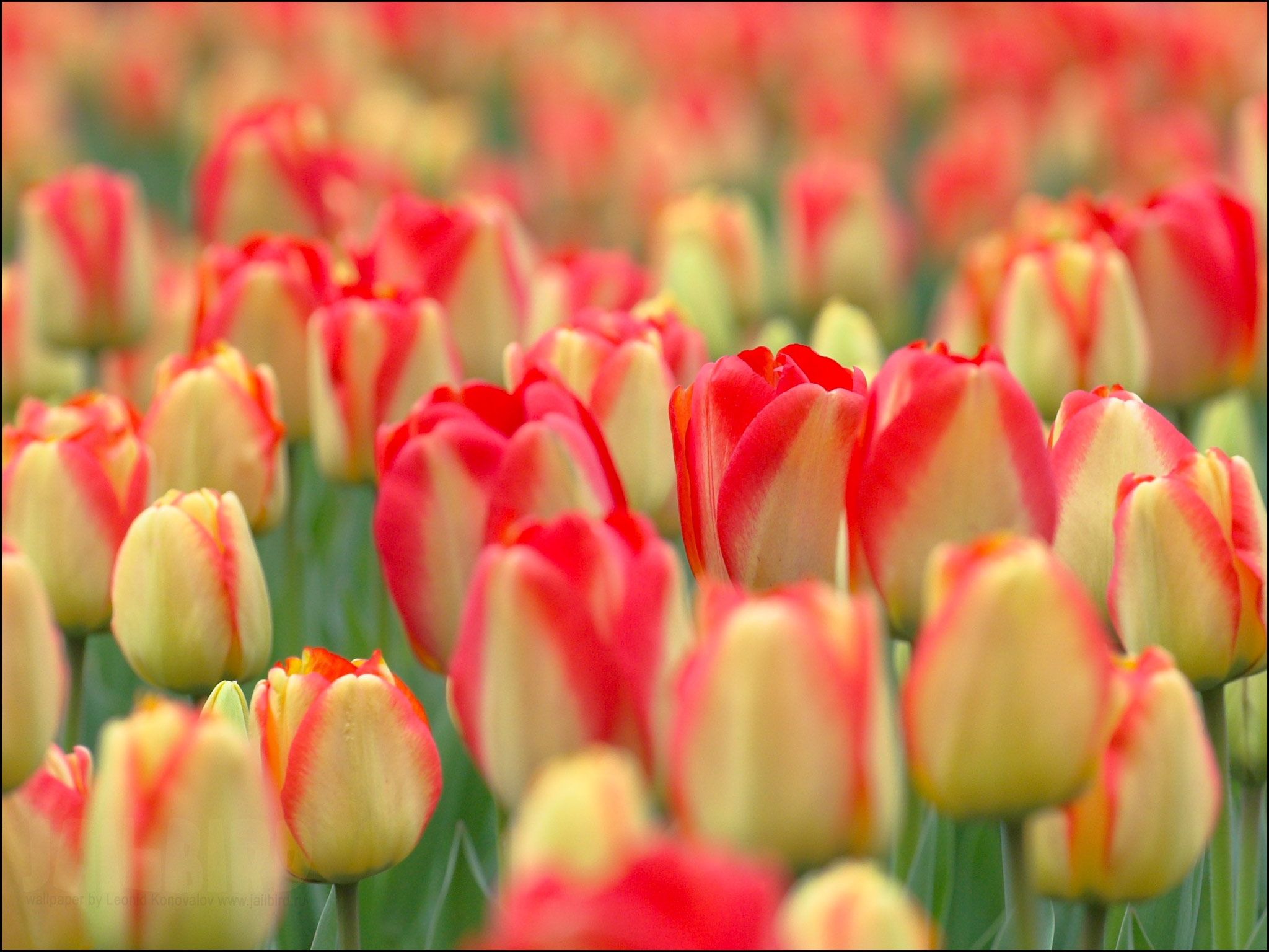 Wallpapers flowers nature tulips on the desktop