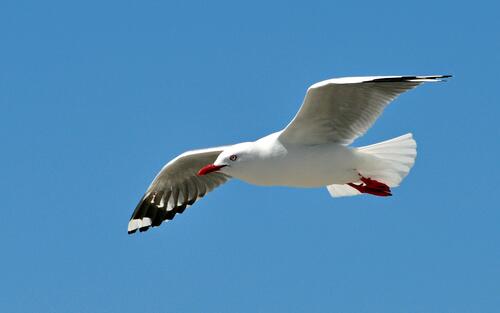 The sea gull flies with wings spread.