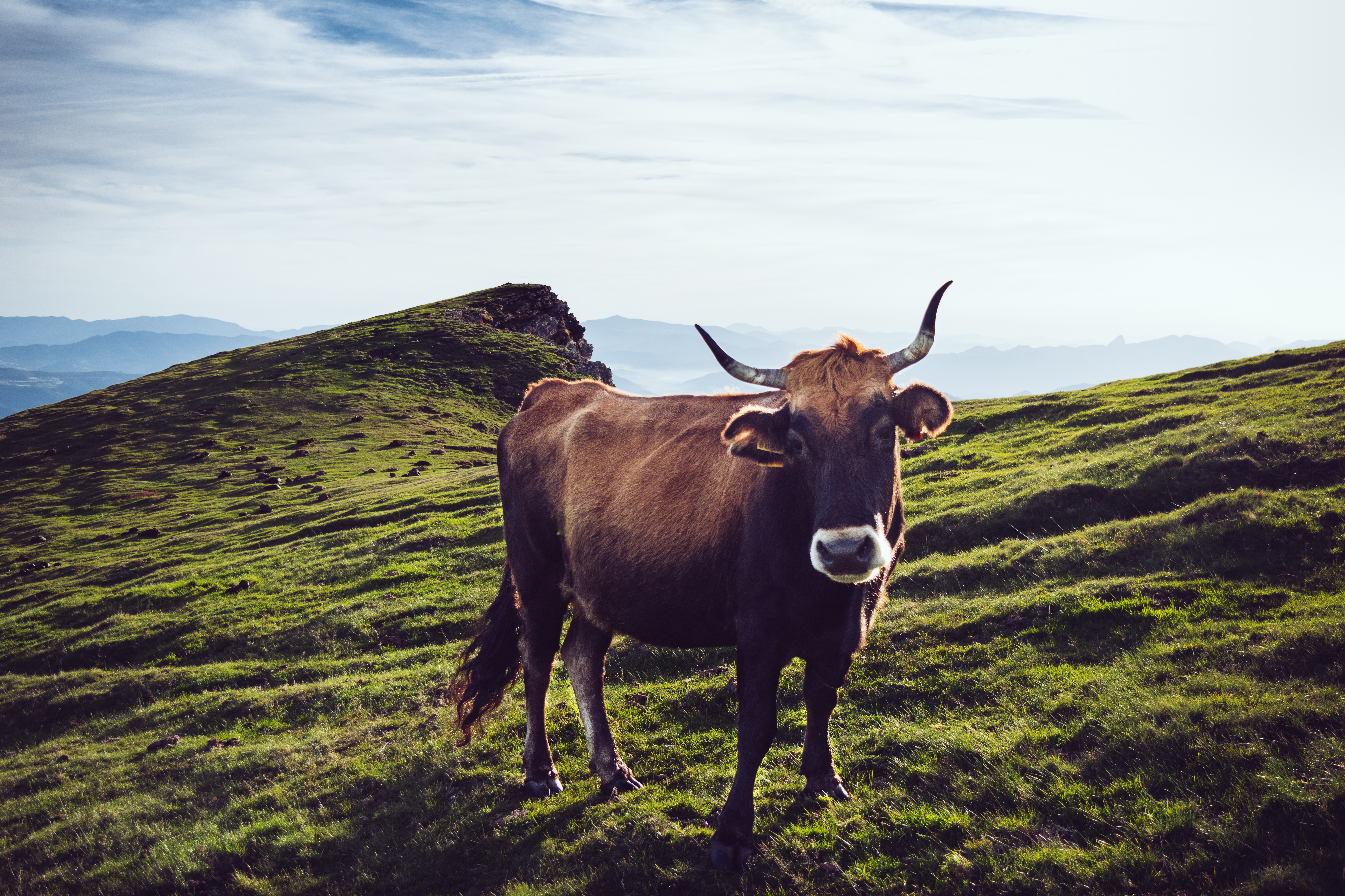 Рогатая корова пасется на хелезных холмах