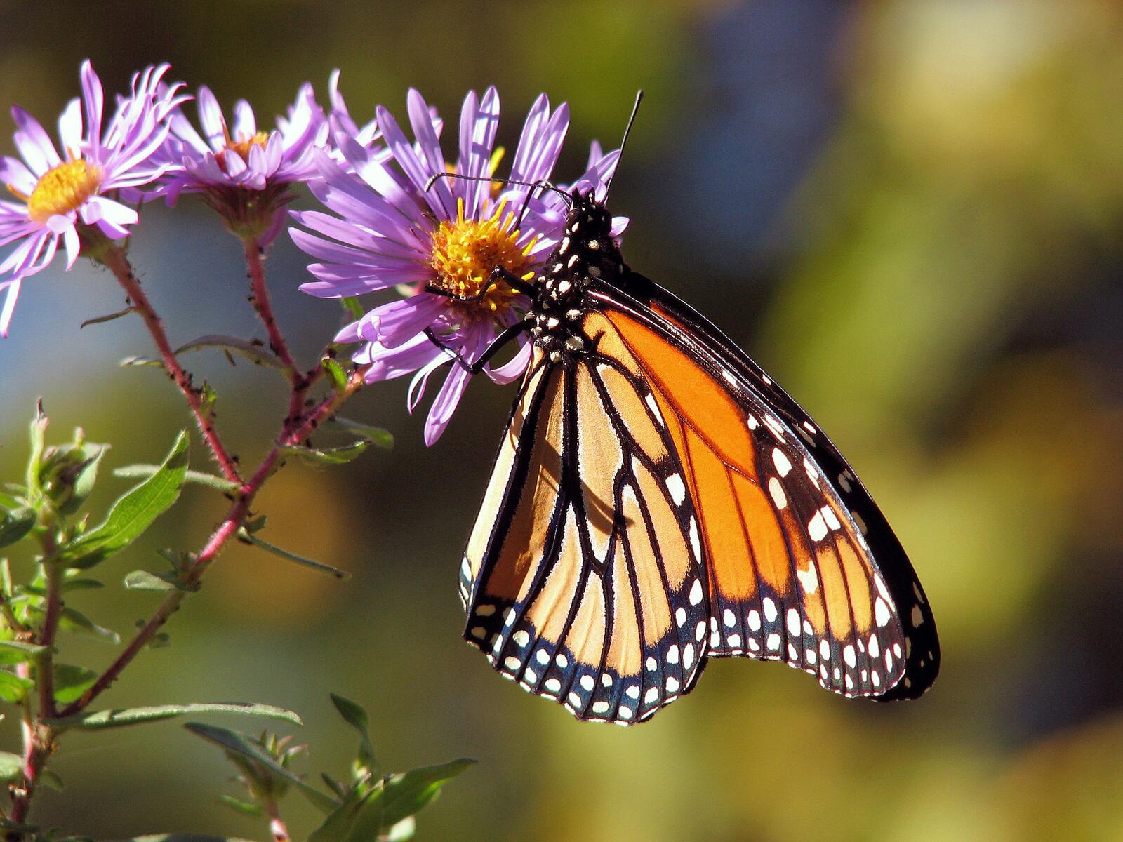 免费照片一只橙色蝴蝶在花朵上采蜜