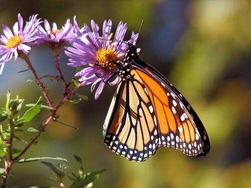An orange butterfly gathers nectar on a flower