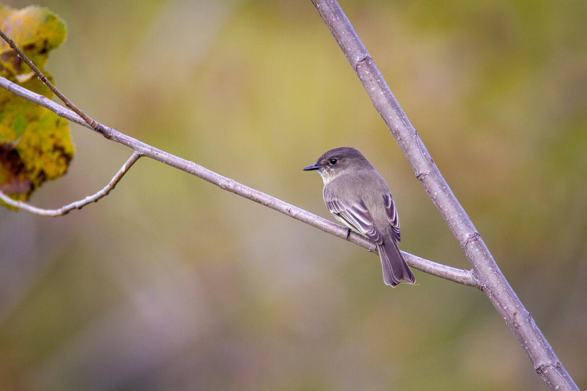 A little gray bird sits on a branch and looks at the photographer