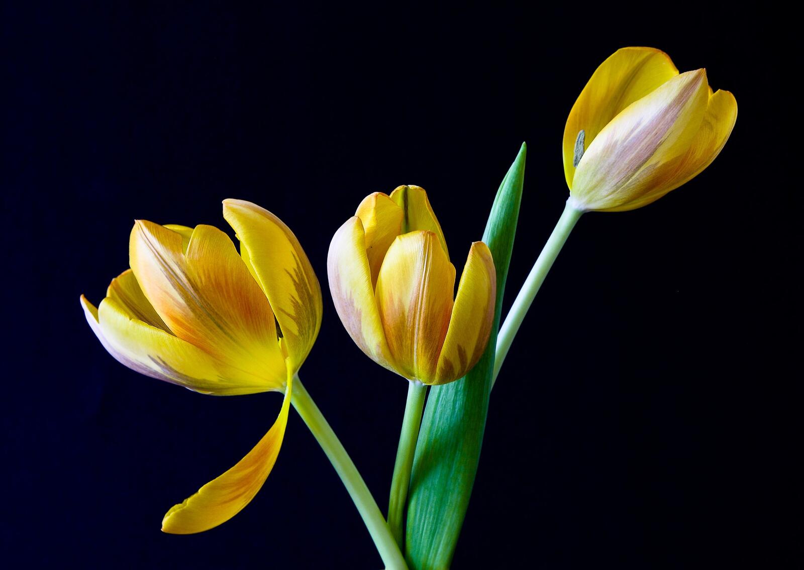 Бесплатное фото Три желтых тюльпана на черном фоне