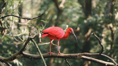 Красный ибис, экзотическая птица на ветке