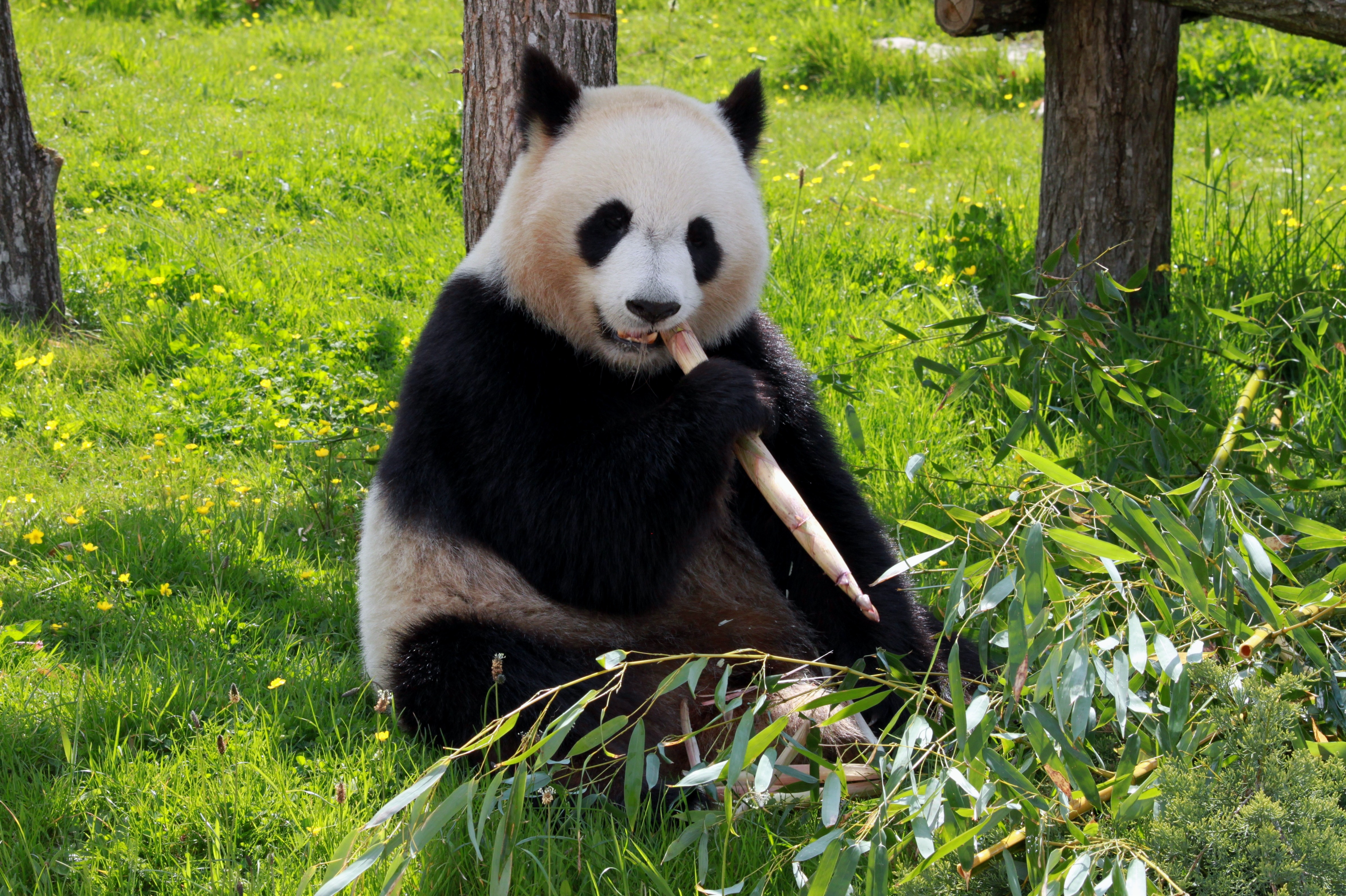 Панда грызет ветку сидя на траве