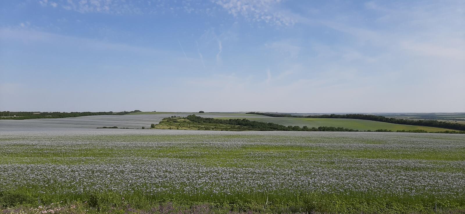 Free photo Spacious fields in early summer with blooming grass