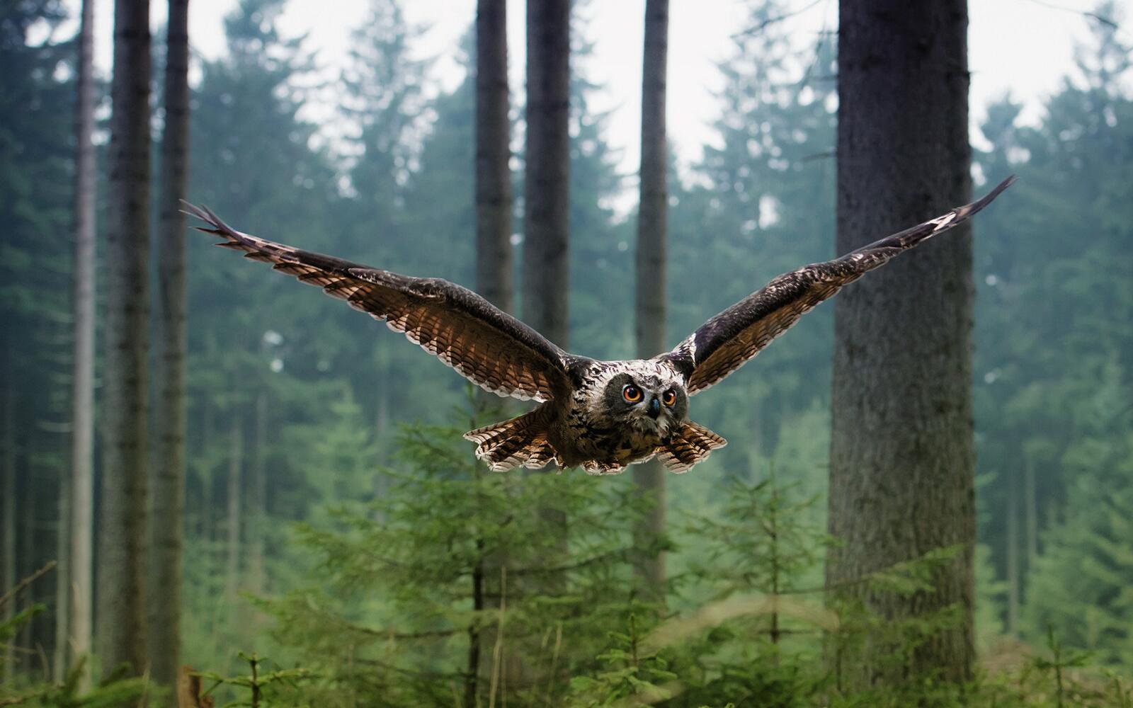 Бесплатное фото Бесшумный полет совы в лесу между деревьев