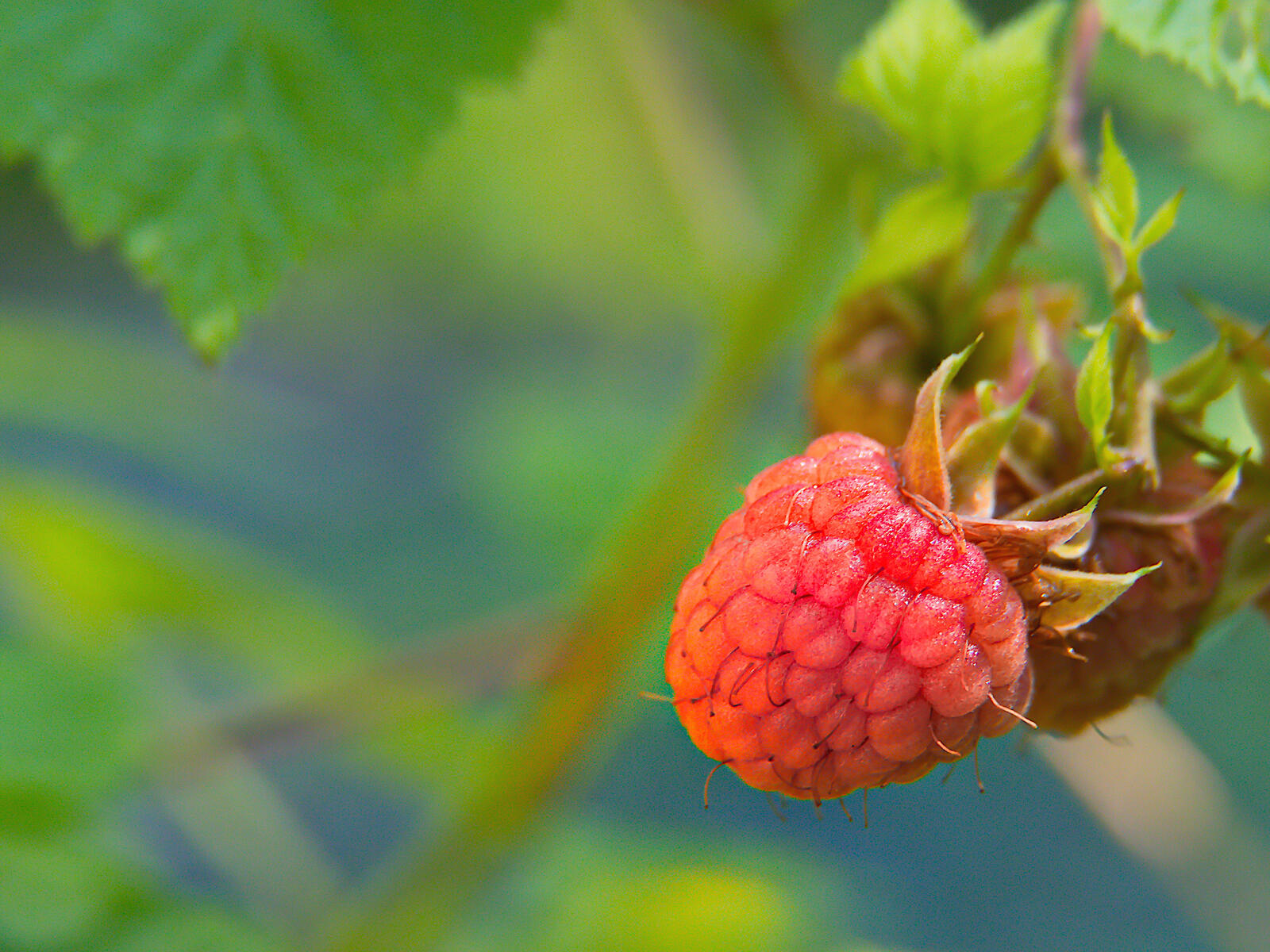 免费照片成熟的红树莓
