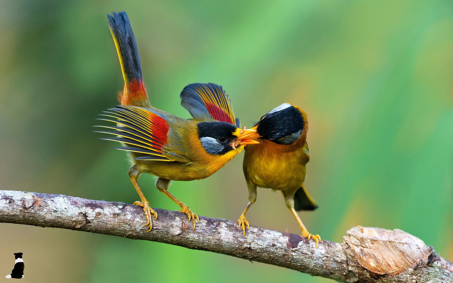 Бесплатное фото Птицы делятся едой друг с другом