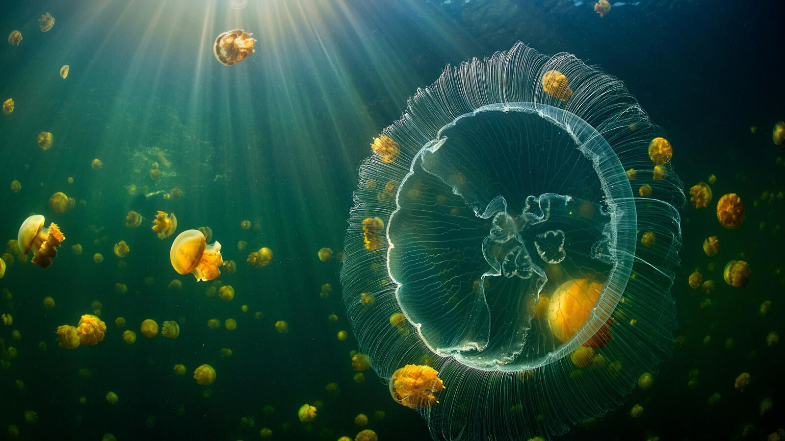 Подводный мир с медузами в Индонезии