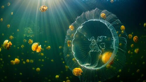 Underwater world with jellyfish in Indonesia