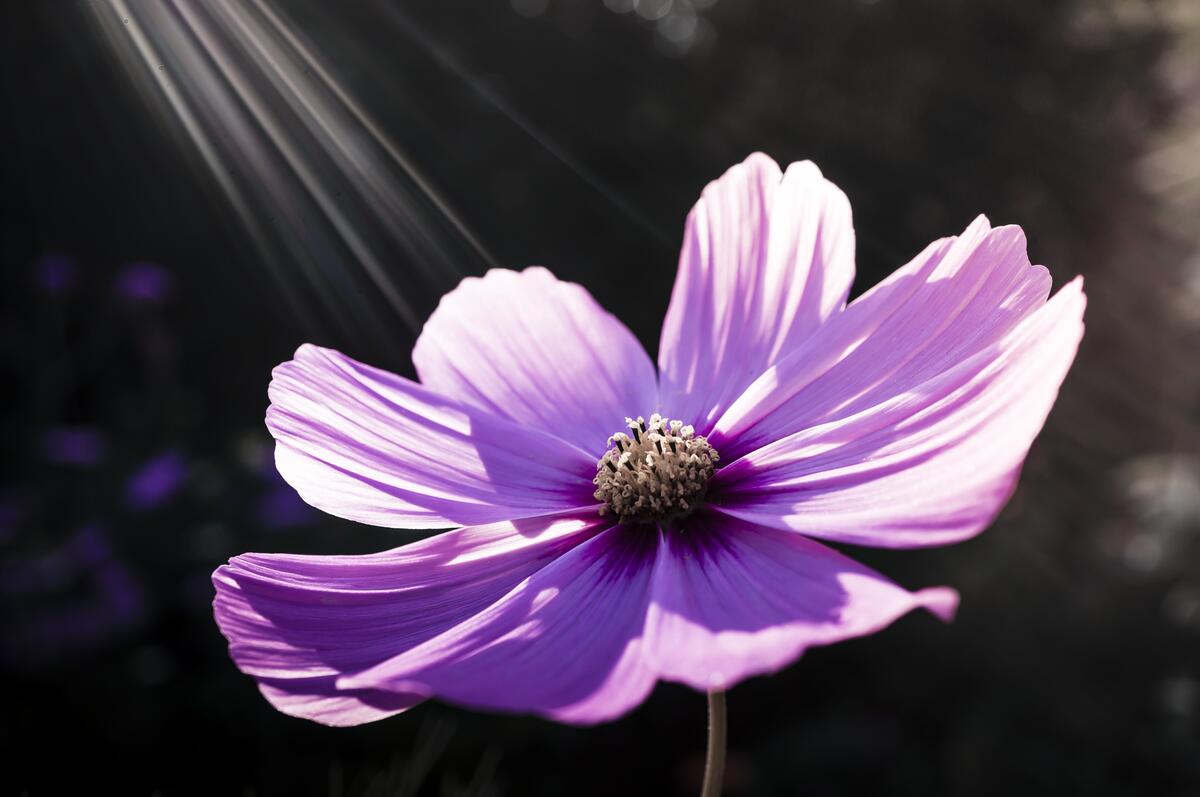 Солнечные лучи падают на фиолетовые лепестки садовой космеи