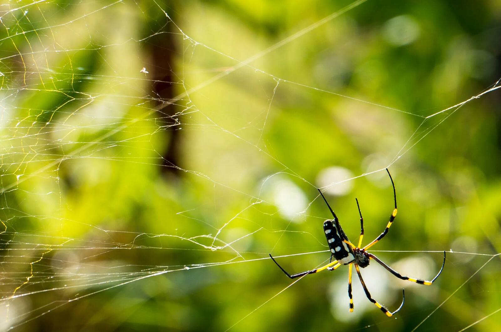 免费照片蜘蛛网上的毒蜘蛛