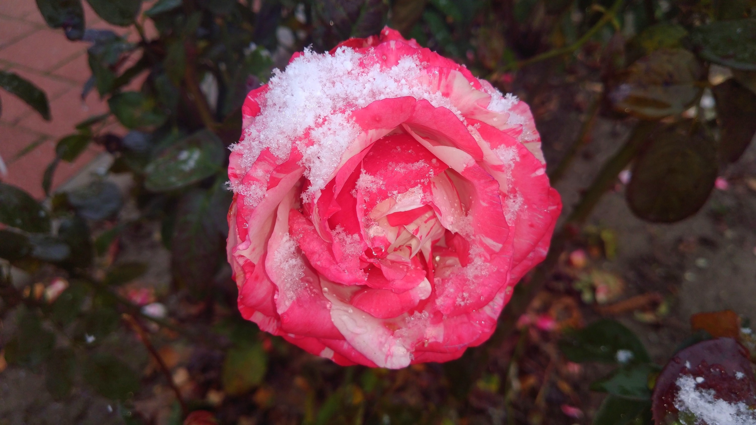 粉色玫瑰，花瓣上有雪花。