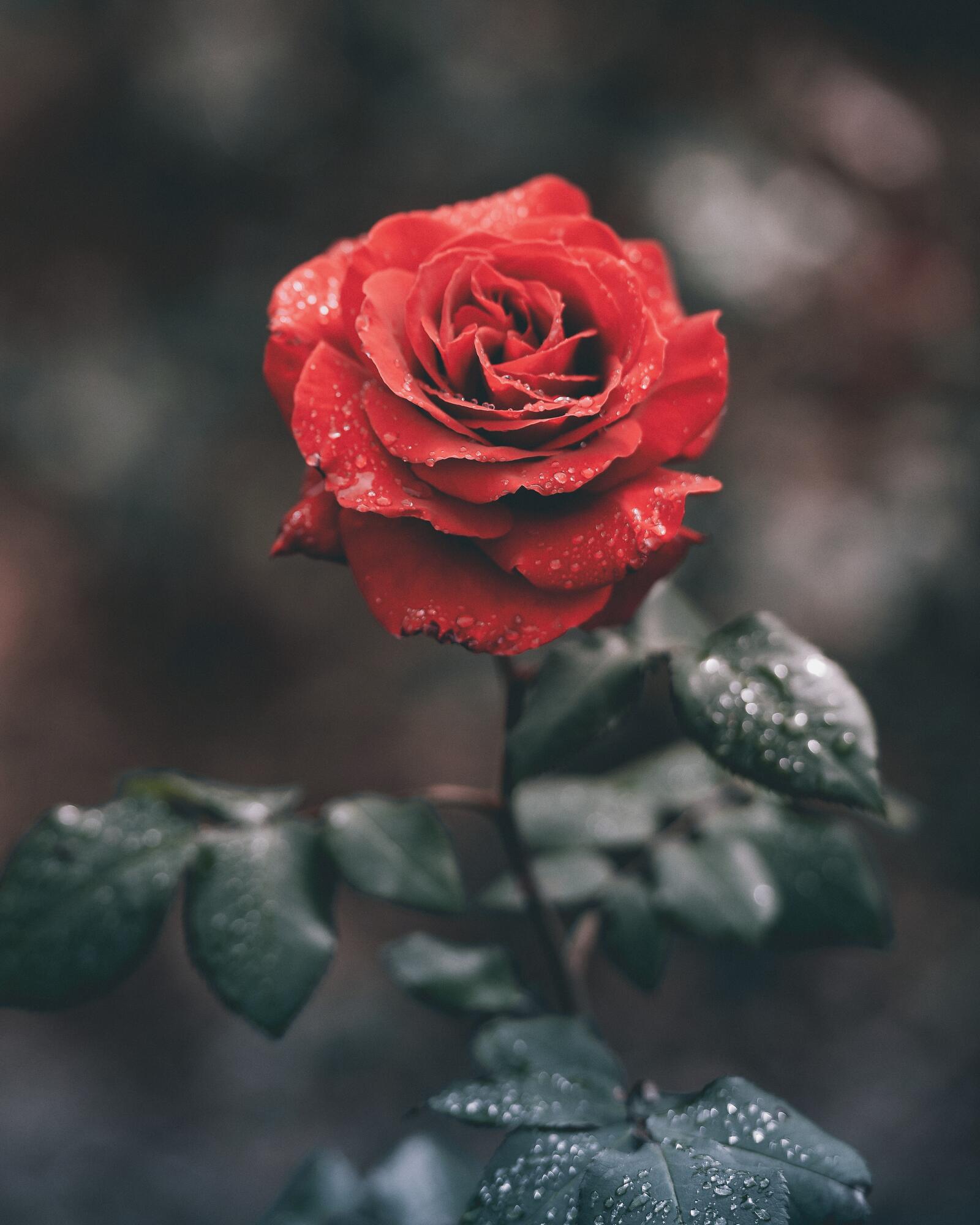 Free photo Red rose in rainy weather
