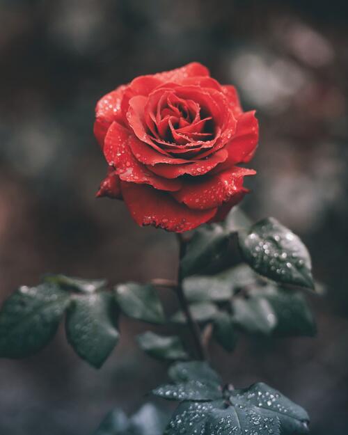 Красная роза в дождливую погоду