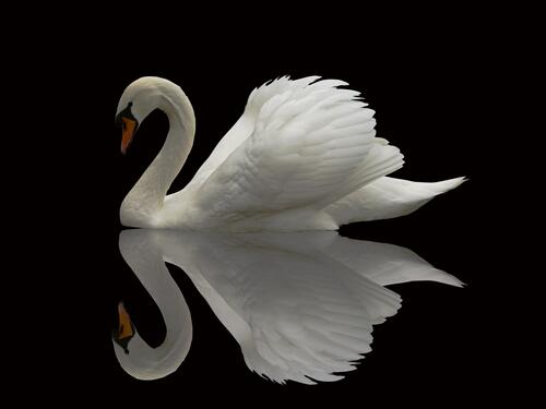 A white swan on a black background is reflected in the water
