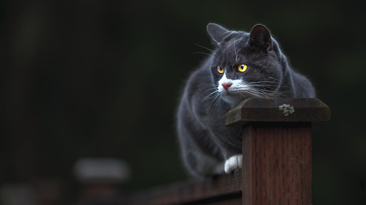 There`s an angry cat sitting on the fence