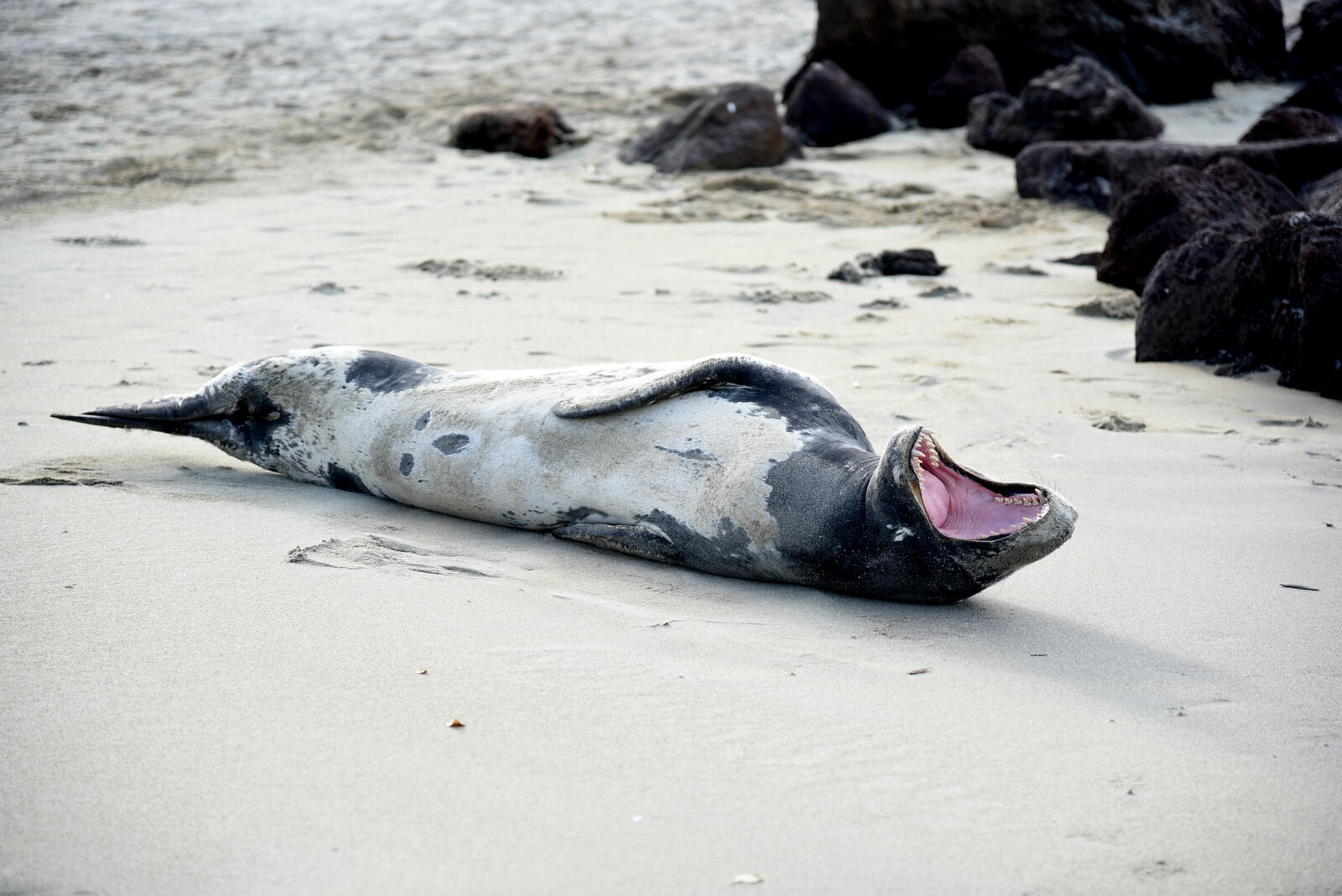 Бесплатное фото Морской лев на берегу широко зевает