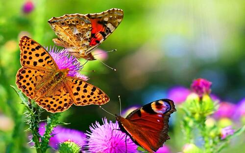 Бабочки на цветочках