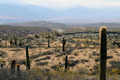A large field of tall cacti