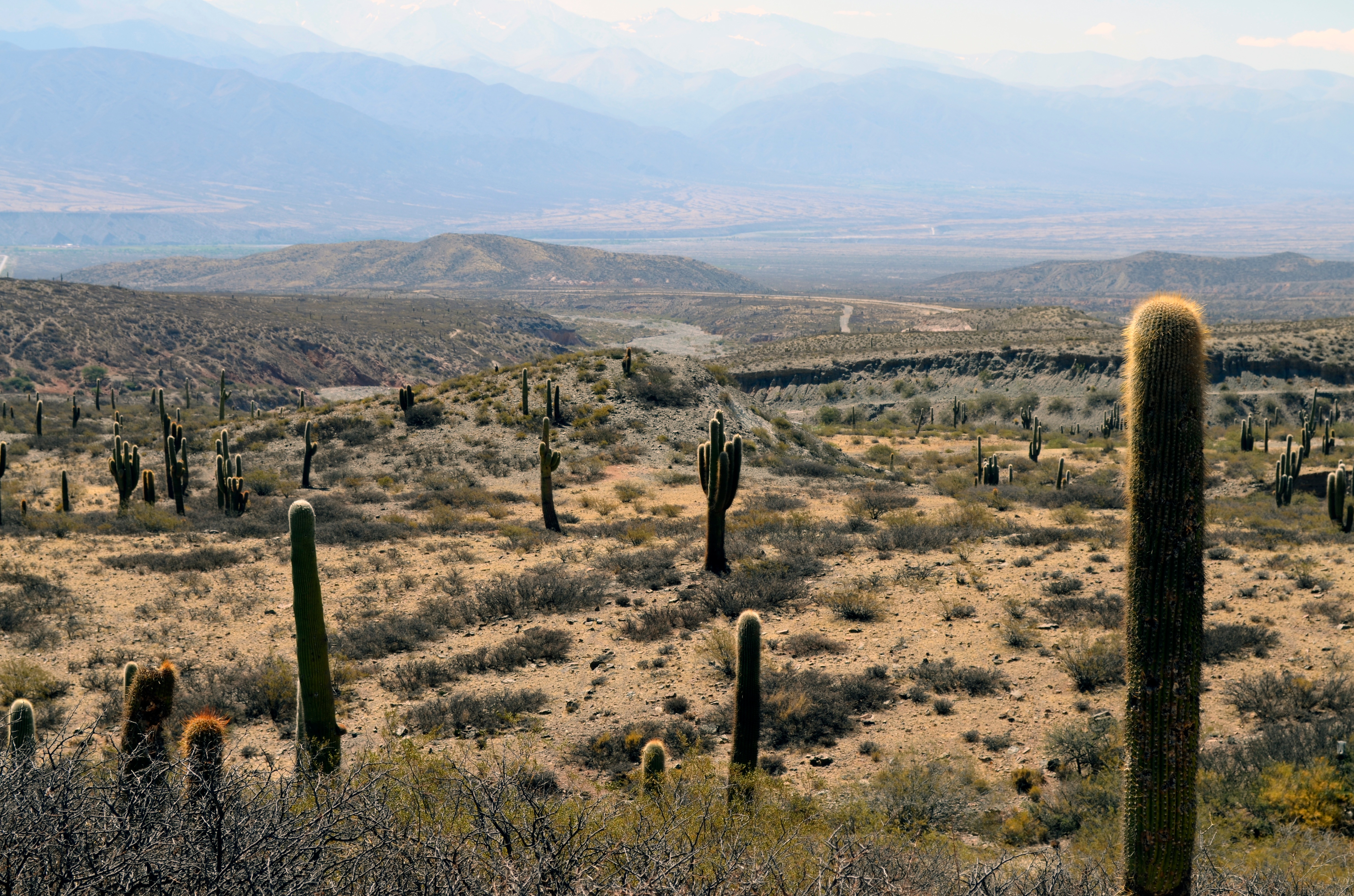 Free photo A large field of tall cacti