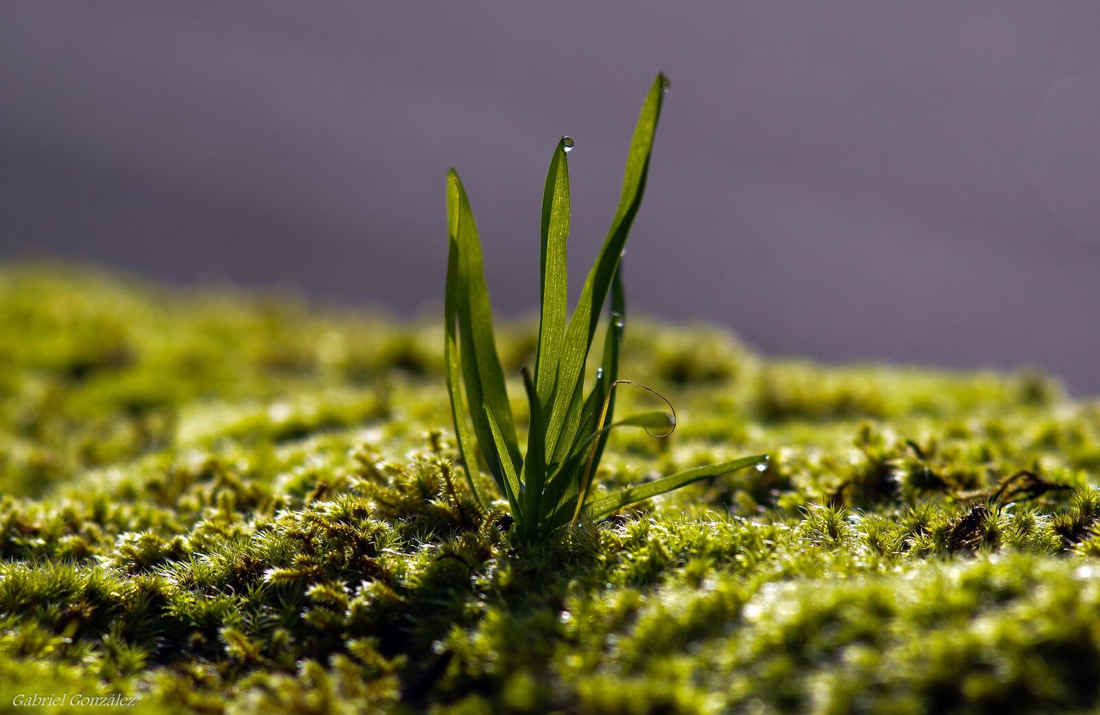 Бесплатное фото Трава прорастающая сквозь мох