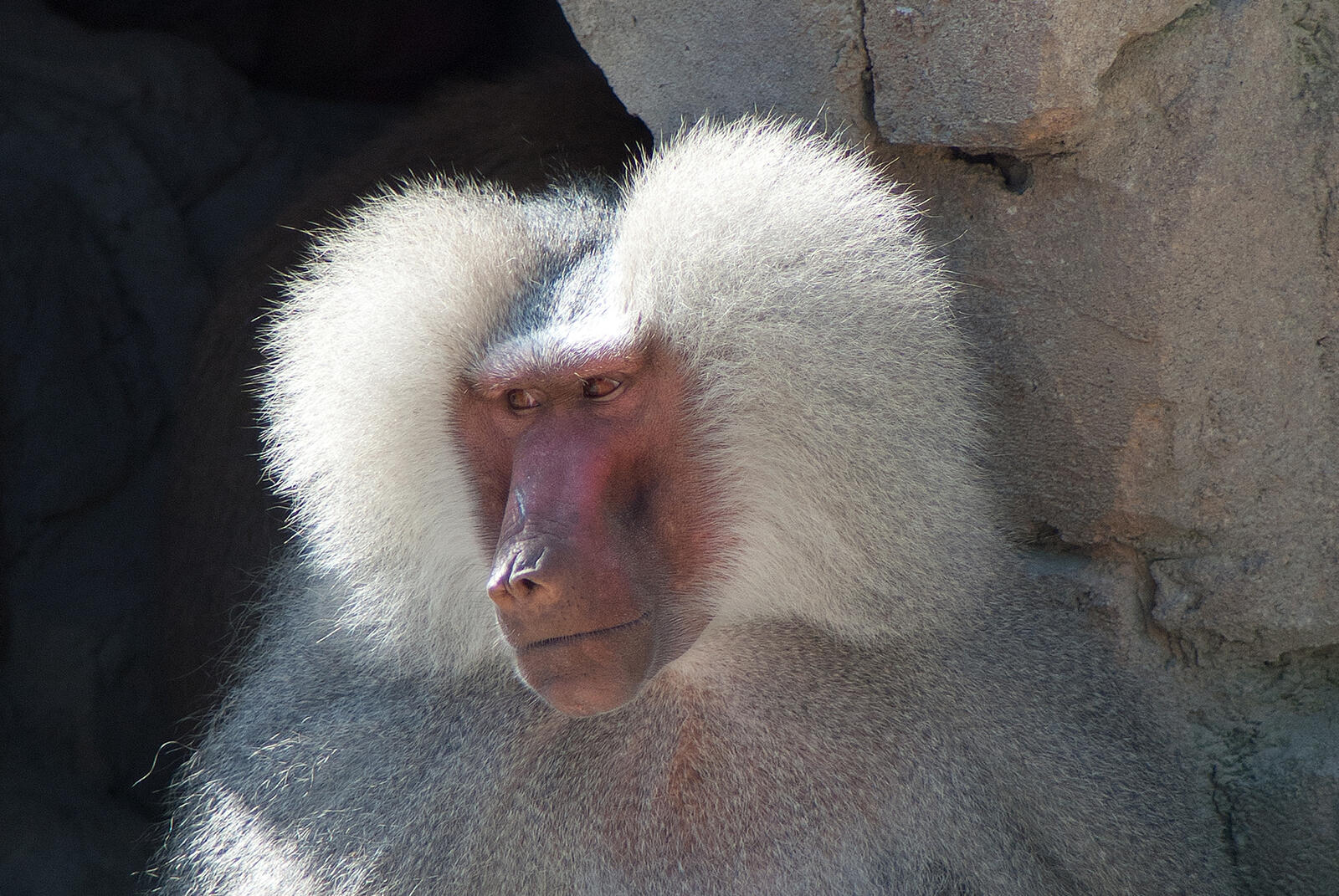 Free photo Baboon with white hair