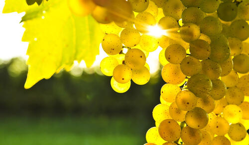 Виноград солнечным днем