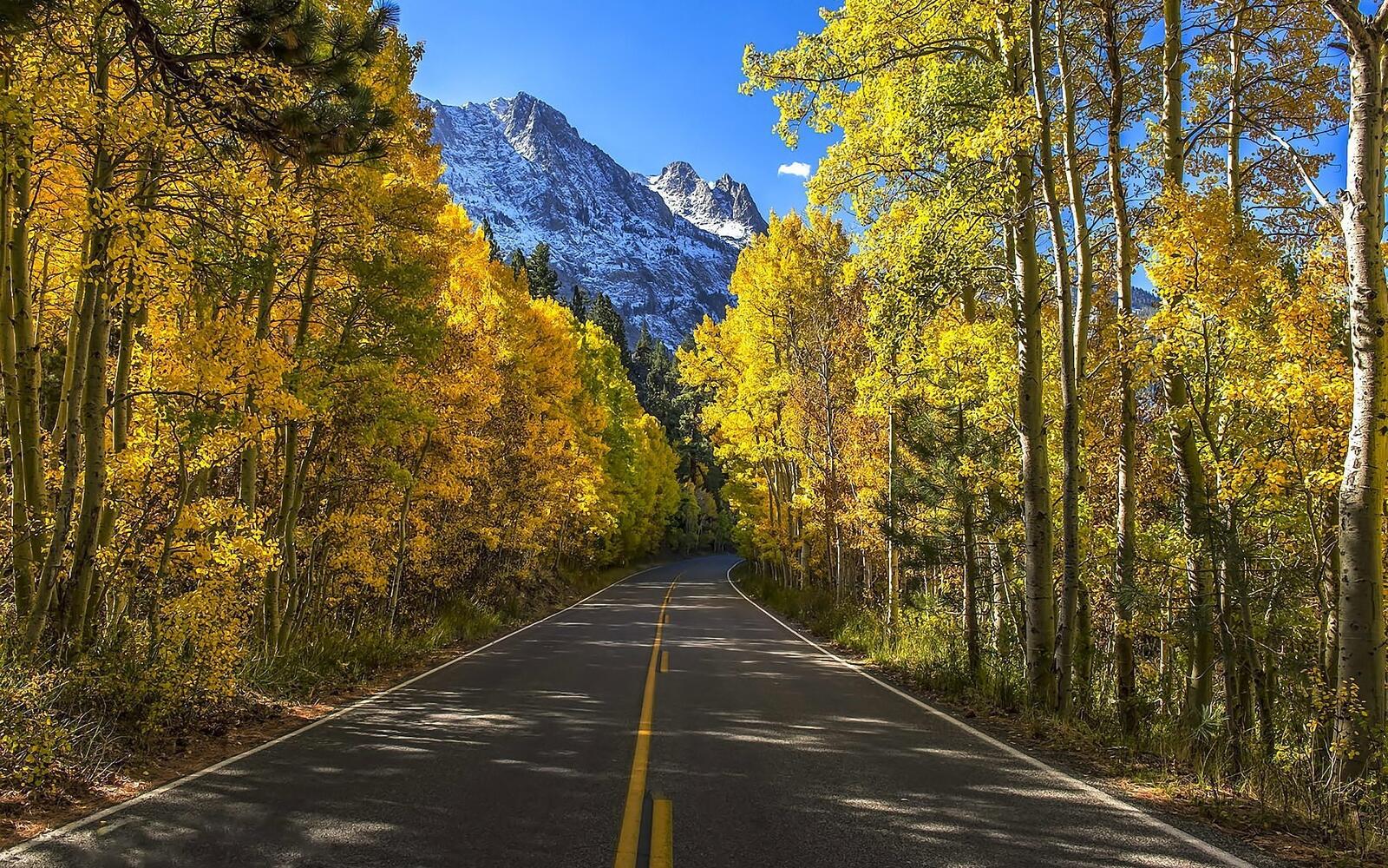 Бесплатное фото Асфальтированная дорога в лесу с желтой листвой на деревьях