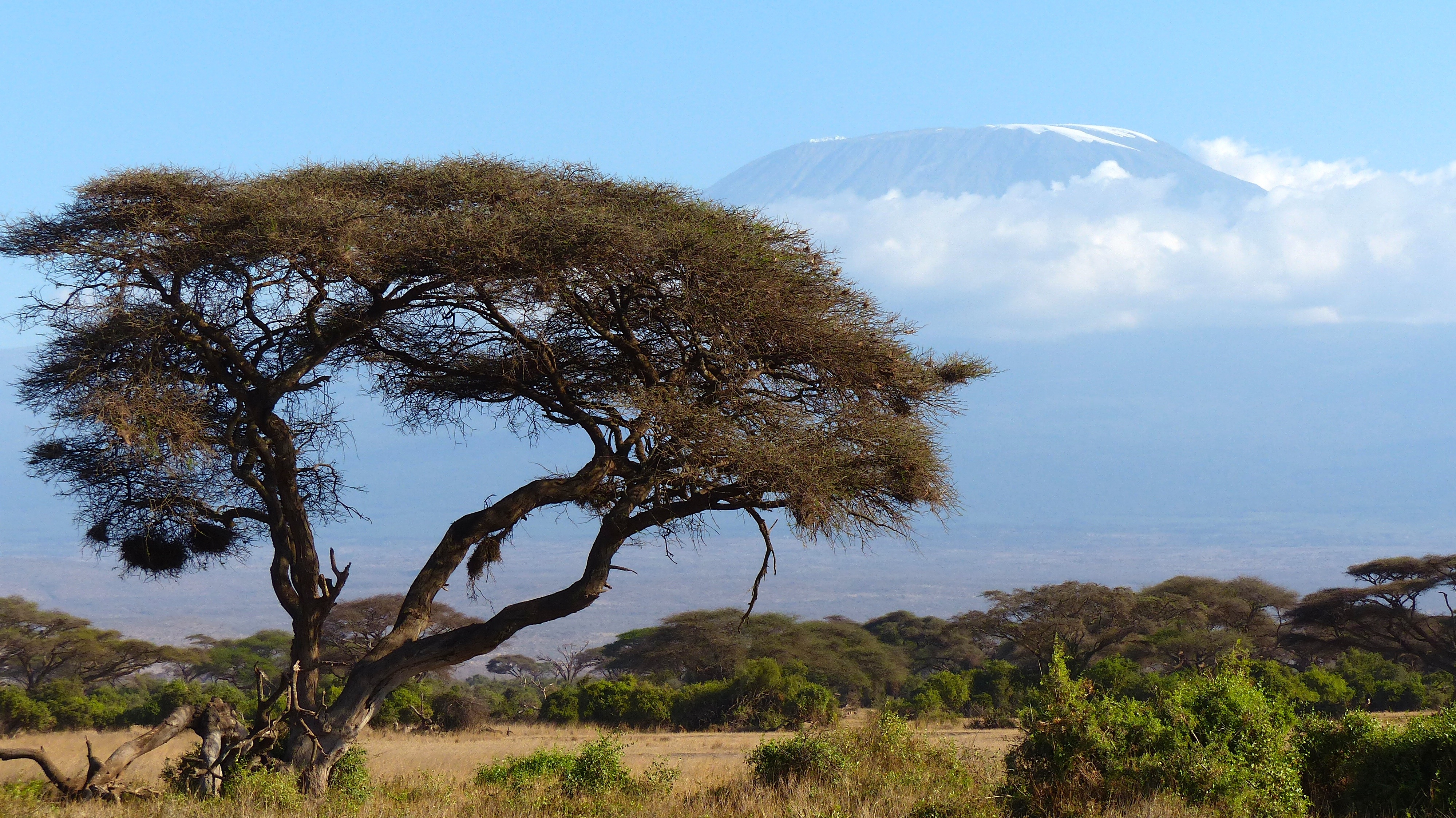 Растения восточной африки. Саванна Килиманджаро. Акации Килиманджаро. Национальный парк Килиманджаро в Танзании.