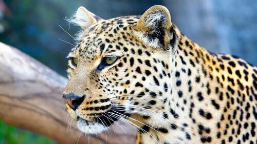 A young beautiful leopard