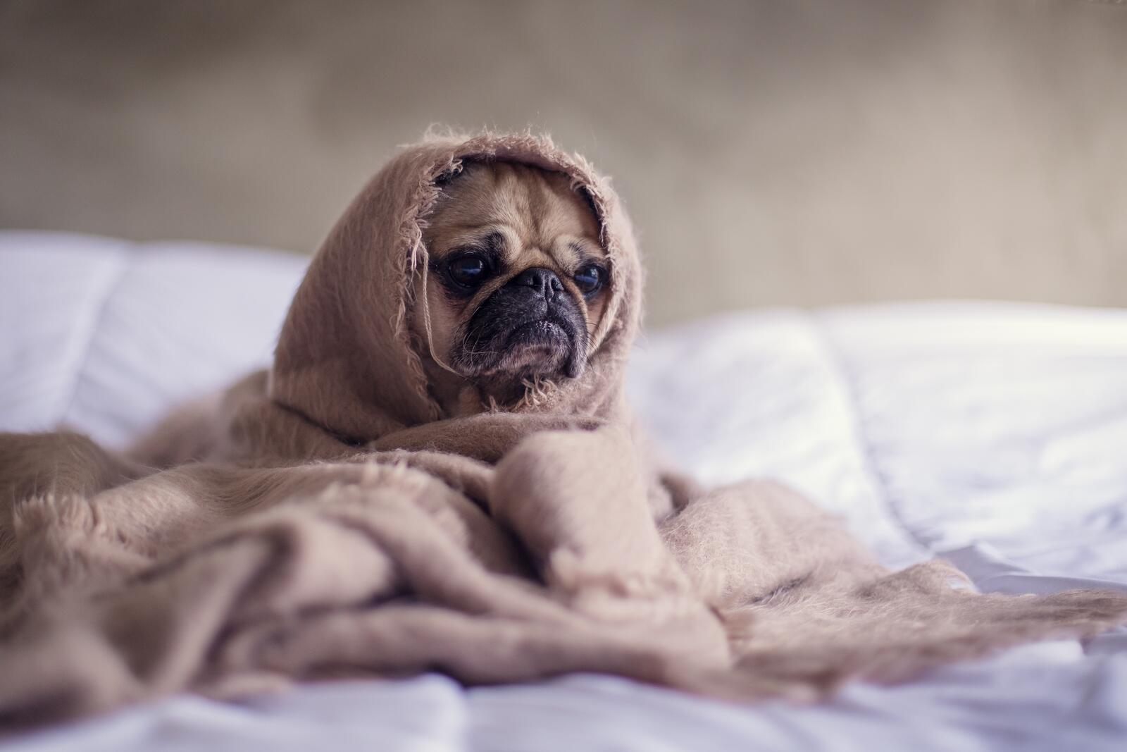 Free photo A pug puppy wrapped in a blanket