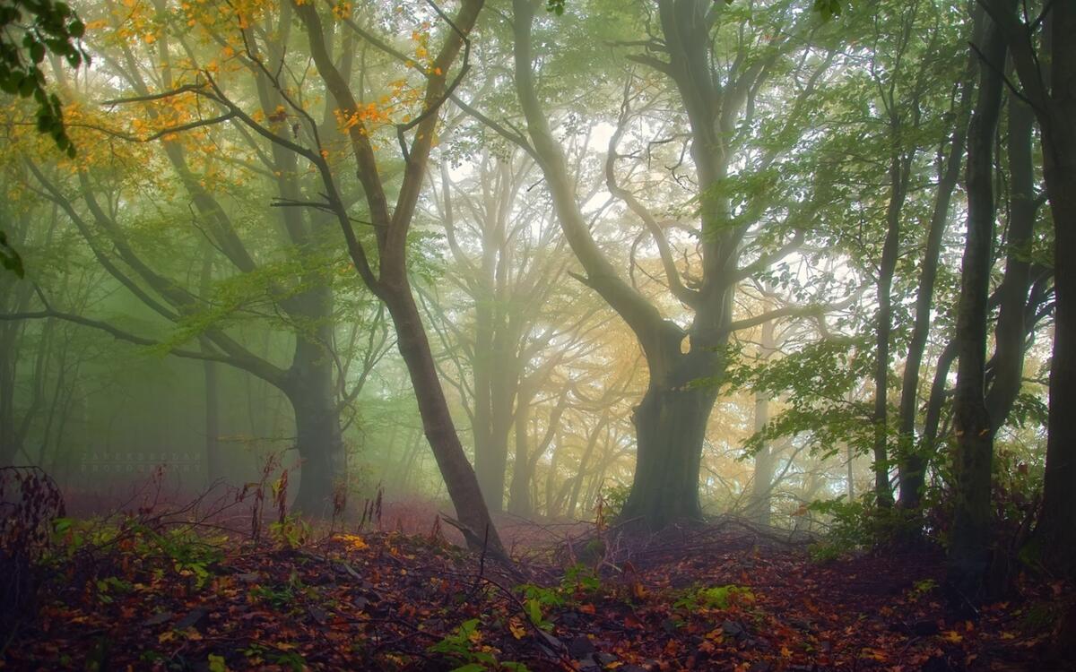 Туман в старом лесу осенью