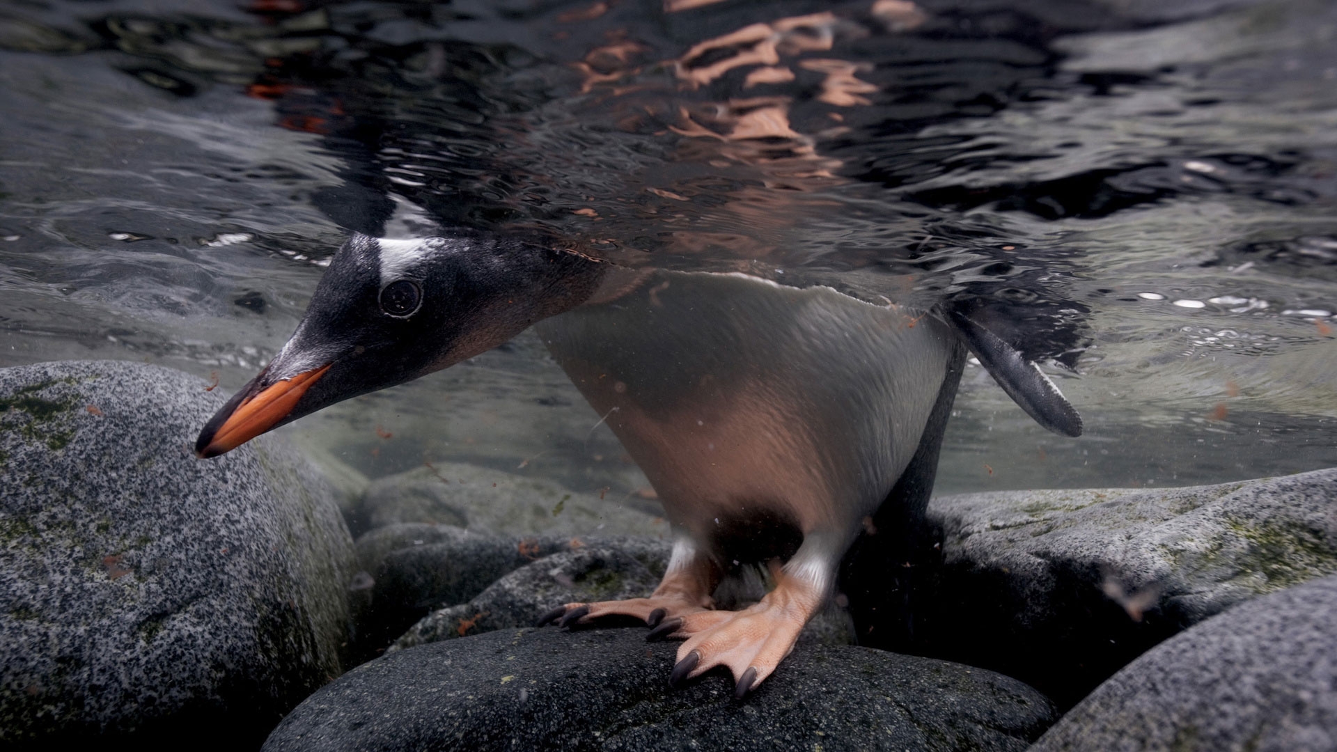The penguin looked underwater