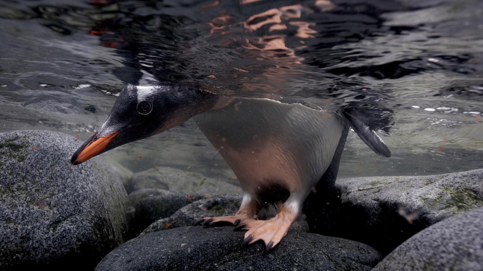 Пингвин заглянул под воду