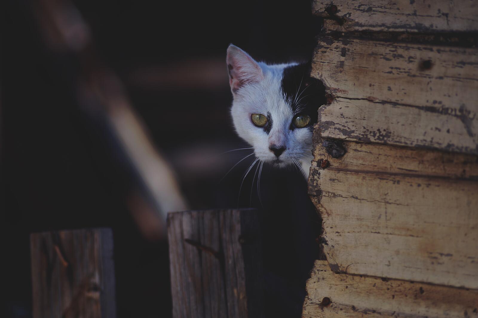 Бесплатное фото Черно-белый кот выглядывает из за угла стены