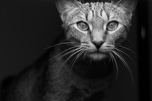 A stray cat in a monochrome photo