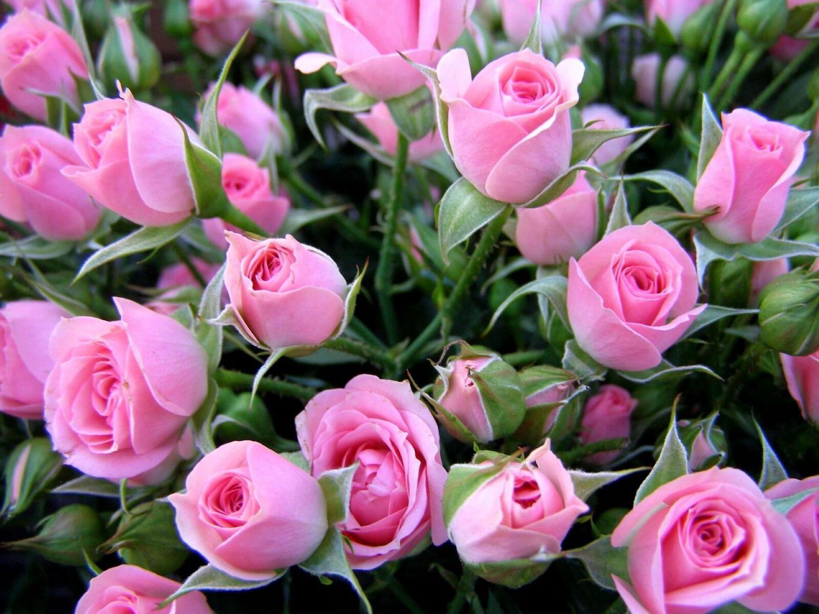 Free photo A large bouquet of pink roses