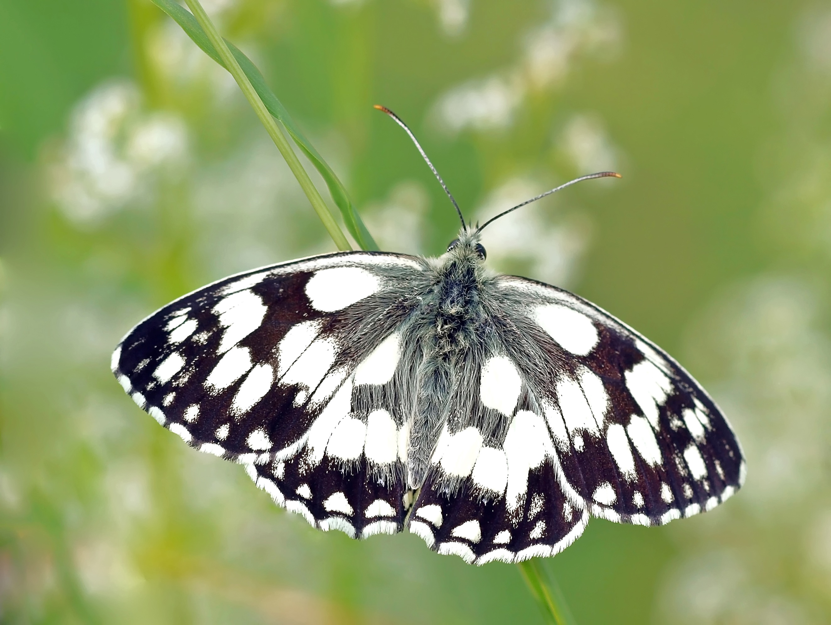 Бесплатное фото Белая бабочка