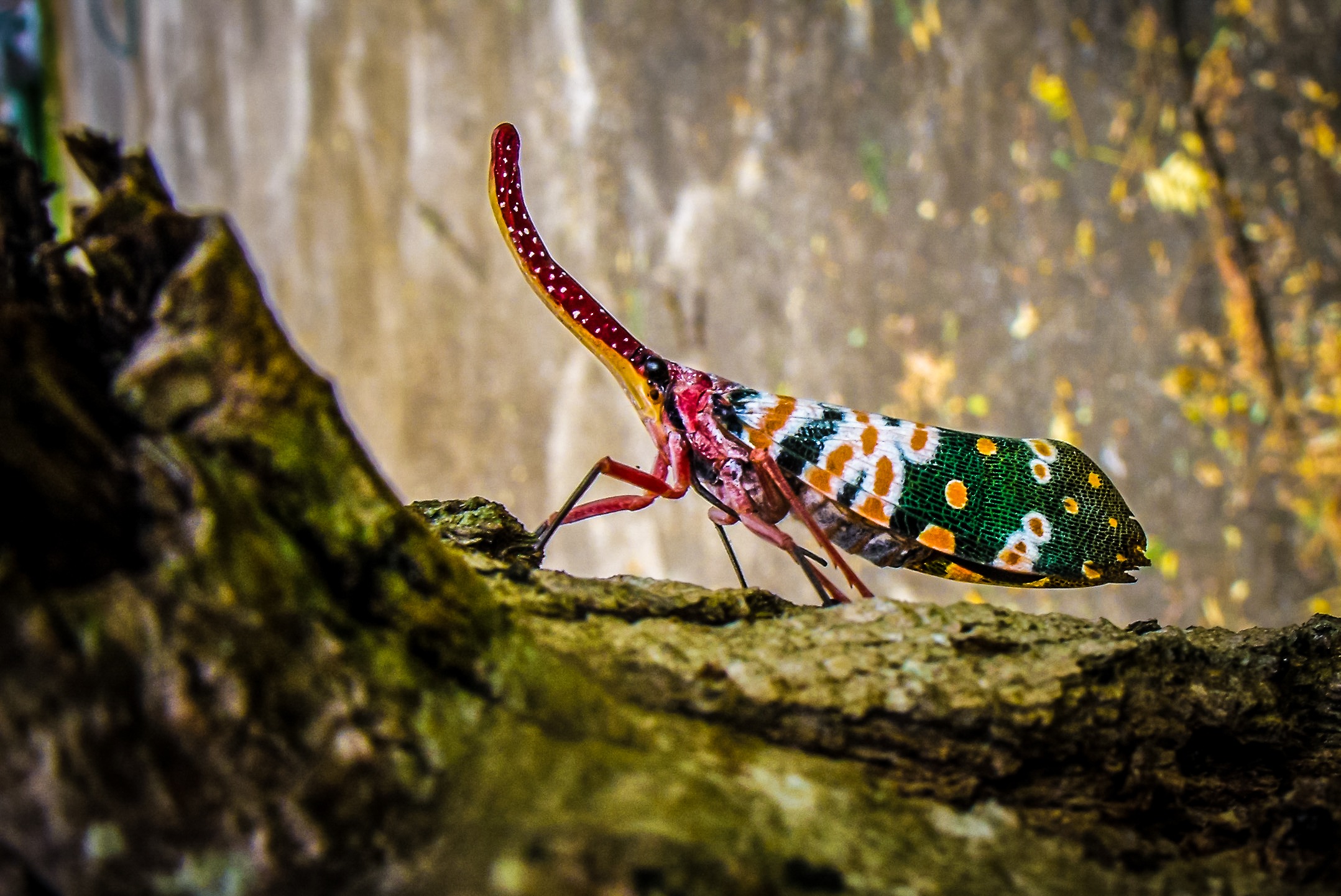 Бесплатное фото Полужесткокрылое насекомое вид сбоку
