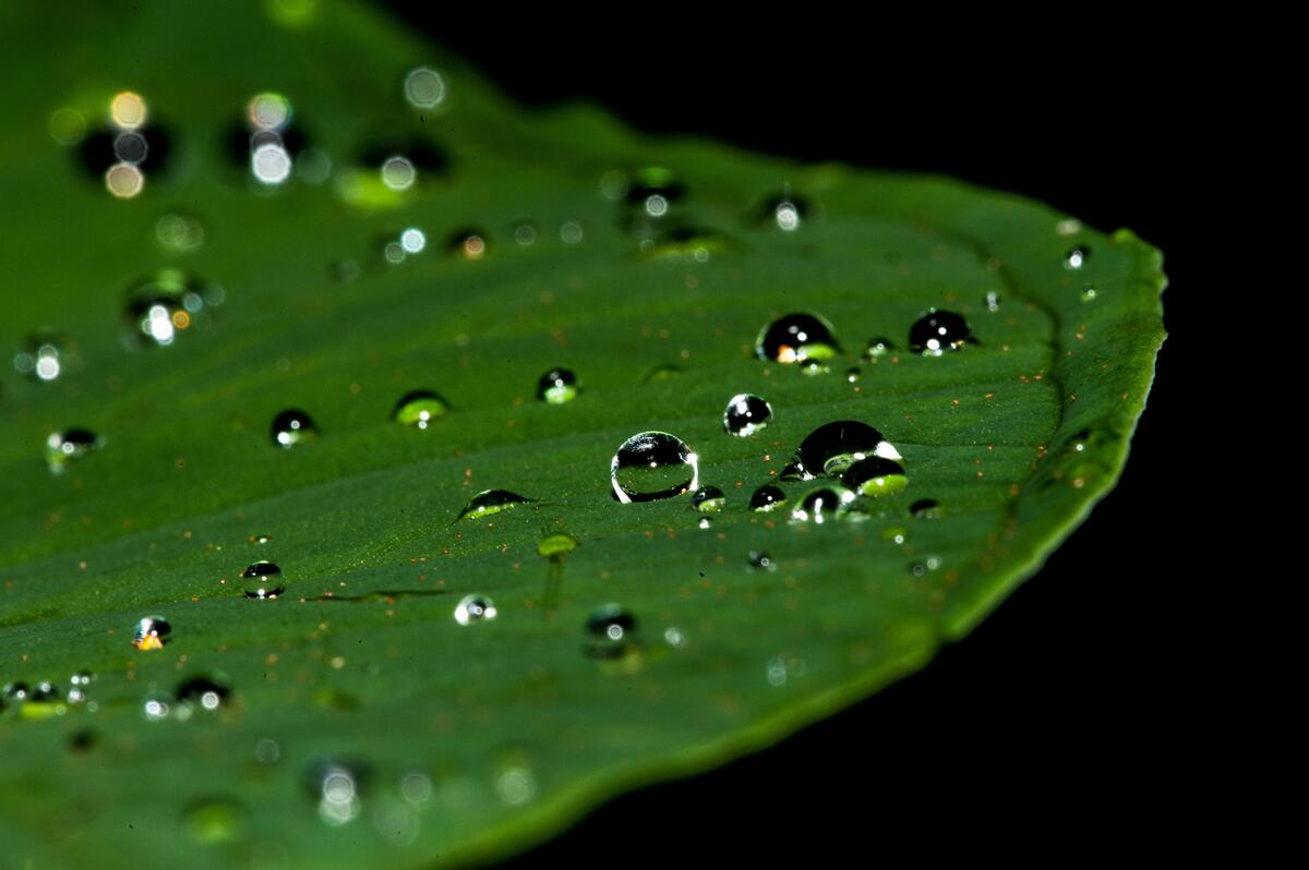 Raindrops on a water lily leaf