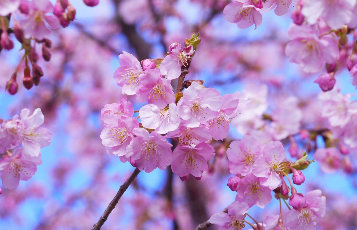 Pink flowers on a cherry twig in Japan