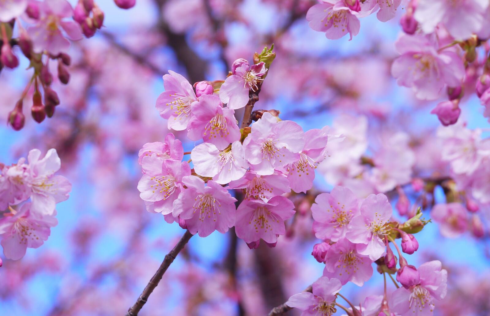 Розовые цветы на веточке вишни в Японии