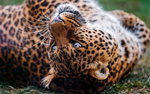 A leopard lying on its back