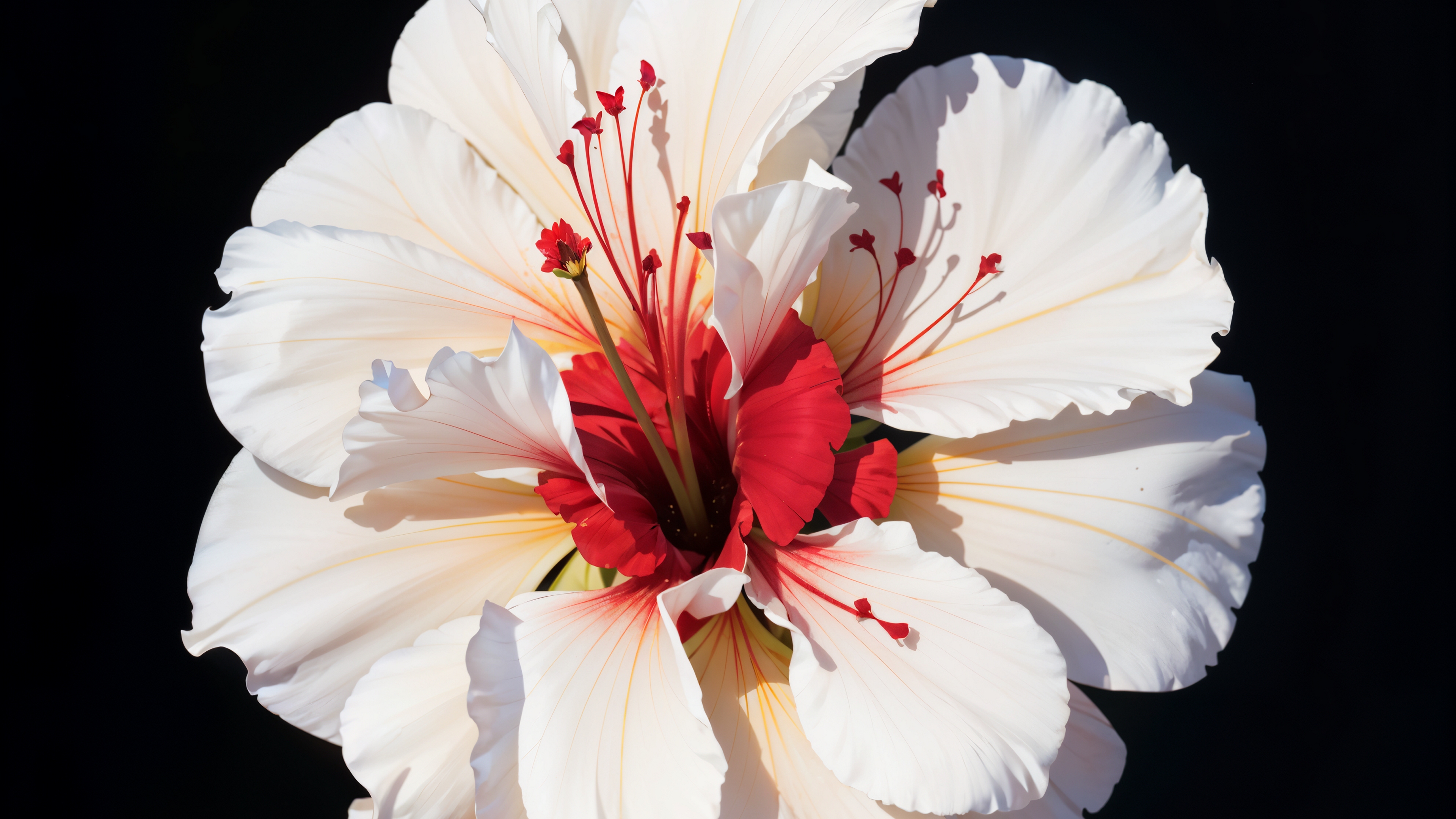 Бесплатное фото Красивый цветок мальвы