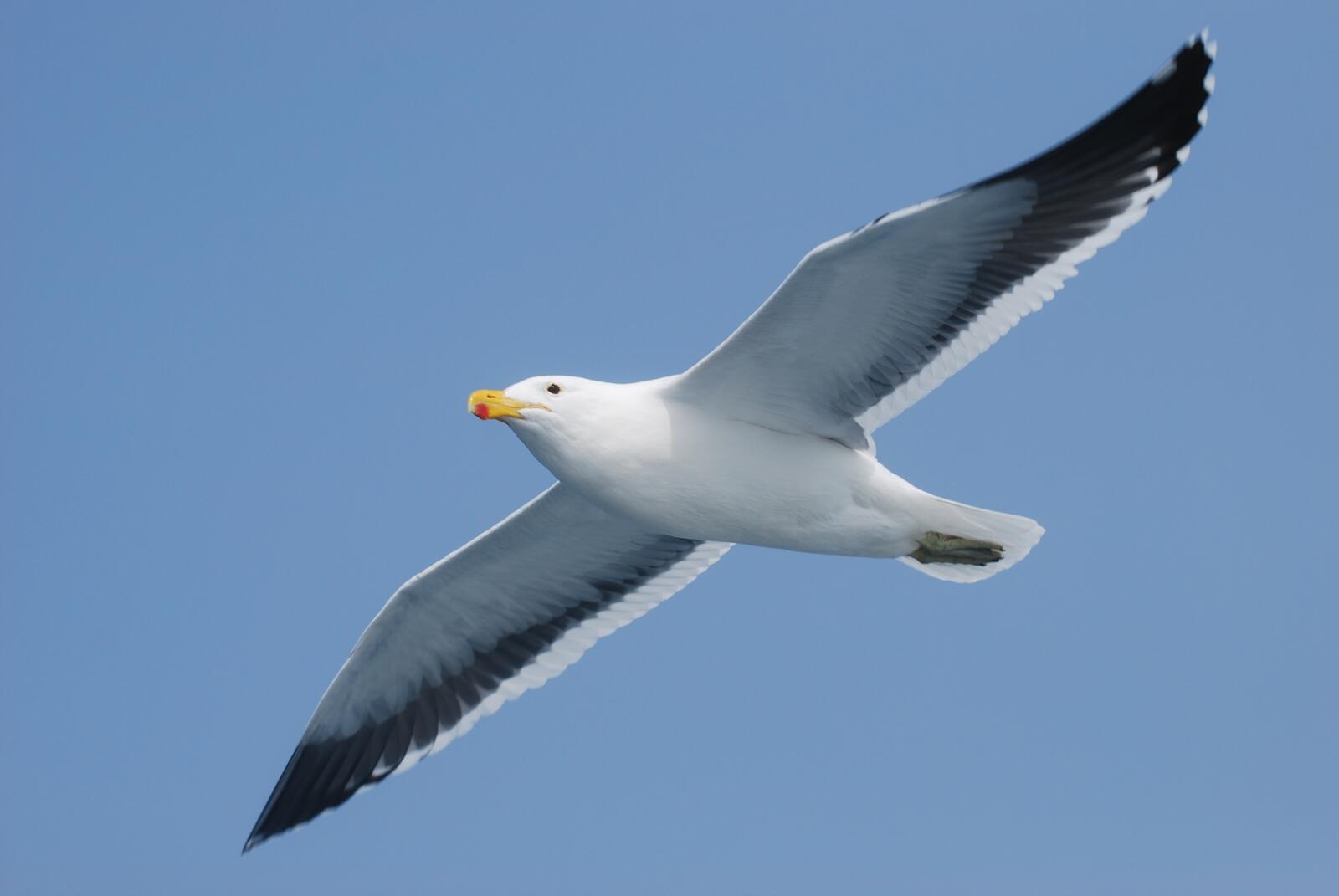 Free photo European herring gull