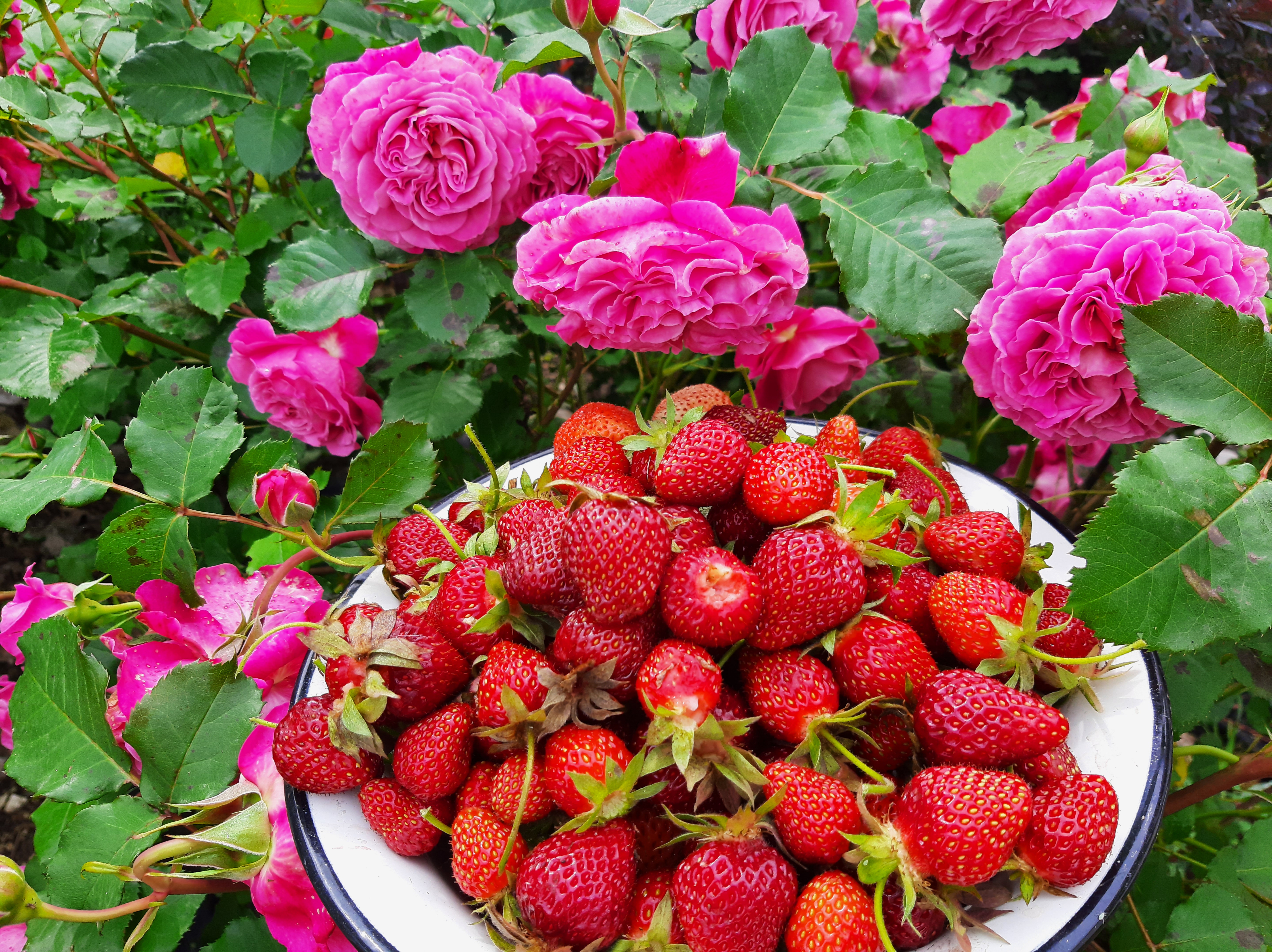 免费照片以玫瑰为背景的新鲜红草莓